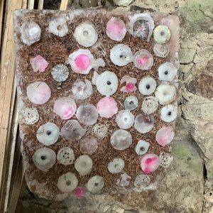 Raffaele Melis : Les bonbons en poison (Technique mixte : Fil de cuivre, cire, graines végétales et autres matières)