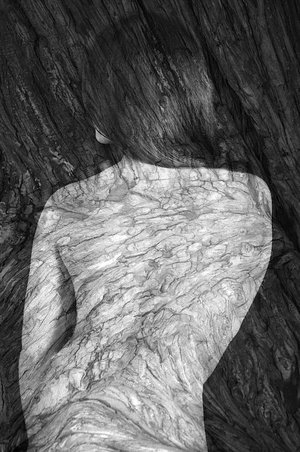 Isabelle Levistre : Arbor Essence XIX