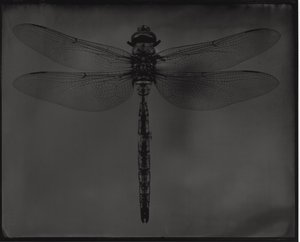 Jean-Philippe Pernot : 20151110 LIBELLULE 24x30