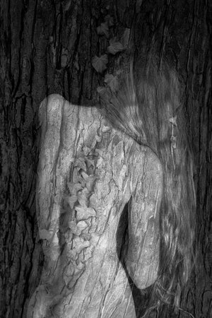 Isabelle Levistre : Arbor Essence III