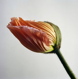 Jean-Philippe Pernot : Pavot 1  022018