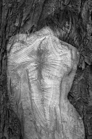 Isabelle Levistre : Arbor Essence VII