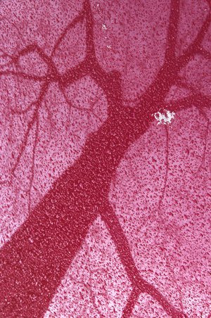 Daniel Chenot - Expo Peindre en Photos