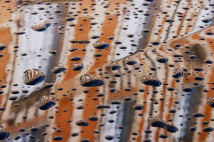 Daniel Chenot - Expo Peindre en Photos