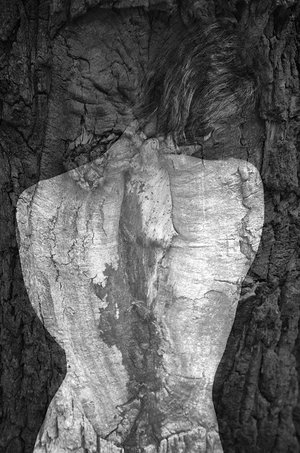 Isabelle Levistre : Arbor Essence X