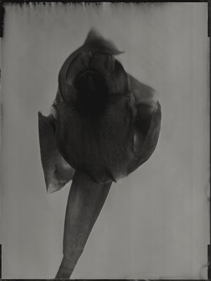 Jean-Philippe Pernot : 20160327 LYSD'O 30x40