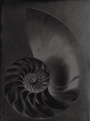 Jean-Philippe Pernot : 20151002 NAUTILE OPAL 30x40