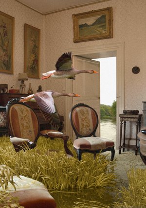 Interieurs Animaliers - Deux Oies Dans Leur Salon