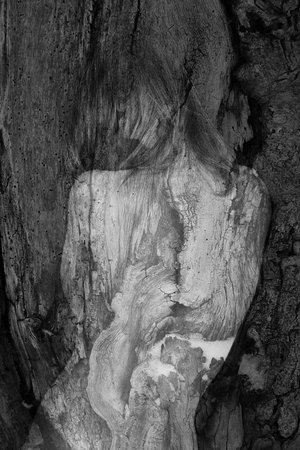 Isabelle Levistre : Arbor Essence II