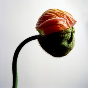 Jean-Philippe Pernot : Pavot 3  022018