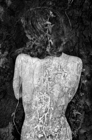 Isabelle Levistre : Arbor Essence XXI