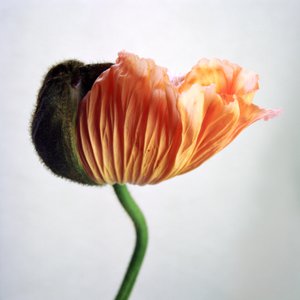 Jean-Philippe Pernot : Pavot 6  022018