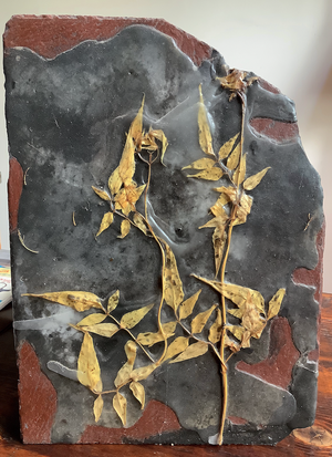 Raffaele Melis : Le jasmin figé (Technique mixte : Ardoise, cire, peinture acrylique, végétaux)