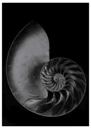 Jean-Philippe Pernot : Nautile