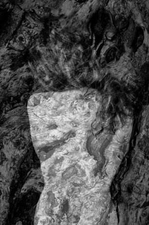 Isabelle Levistre : Arbor Essence XXII