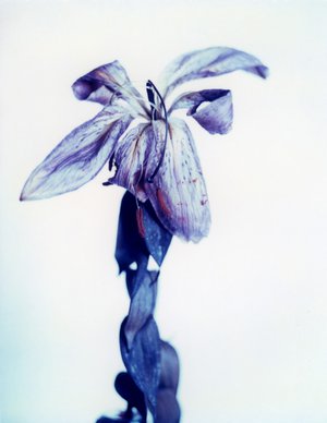 Jean-Philippe Pernot : 20070825 DEADLYS 03  Polaroïd