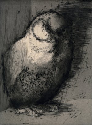 Hiboux Et Chouettes 5