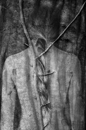 Isabelle Levistre : Arbor Essence VI