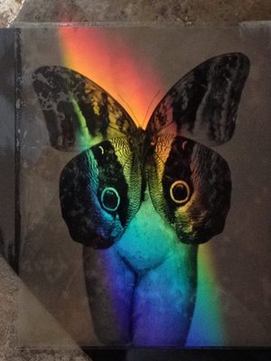 Jean-Philippe Pernot : Venus Papillon  2016