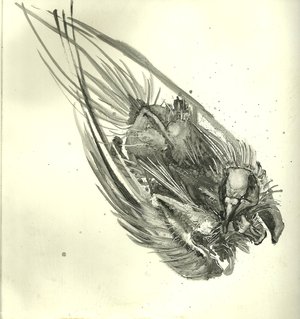 Hélène Damville - Bird2