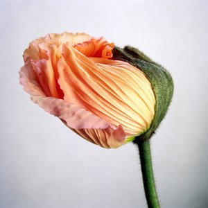 Jean-Philippe Pernot : Pavot 5  022018