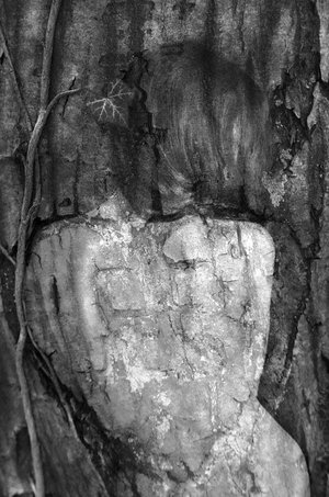 Isabelle Levistre : Arbor Essence XI