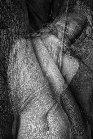 Isabelle Levistre : Arbor Essence V