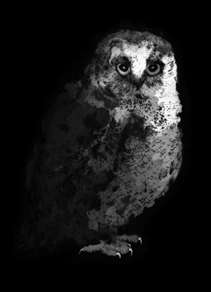 Hiboux Et Chouettes 2