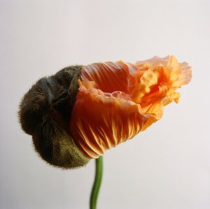 Jean-Philippe Pernot : Pavot 2  022018