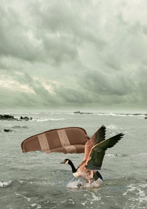 Interieurs Animaliers - Canard Sur Canape