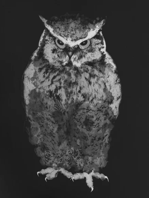 Hiboux Et Chouettes 4