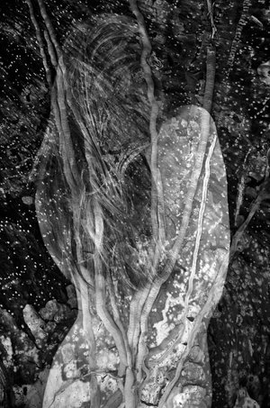 Isabelle Levistre : Arbor Essence XXIII