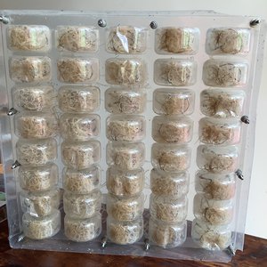 Raffaele Melis : La boite à bouchons (Technique mixte : Boite plastique et matériaux variés)