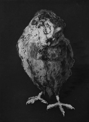 Hiboux Et Chouettes 8