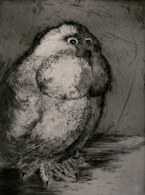 Hiboux Et Chouettes 6