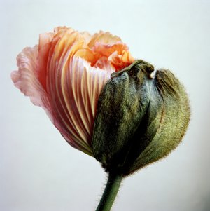 Jean-Philippe Pernot : Pavot 4  022018